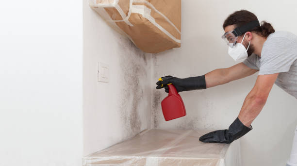 Professional Basement Mold Remediation technician working in Salem, MA