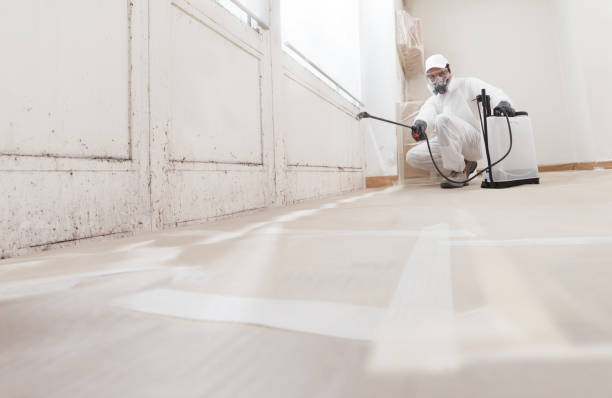 24/7 Emergency Basement Mold Remediation experts in Salem, MA